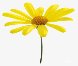 Flower Yellow Oxeye Daisy - Yellow Daisies Transparent Background, HD Png Download, Free Download
