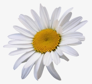 Oxeye Daisy Common Daisy Flower Chamomile Clip Art - Oxeye Daisy Png, Transparent Png, Free Download