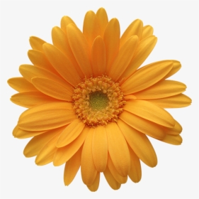 Daisy Flowers Png Free Image Download - Barberton Daisy, Transparent Png, Free Download
