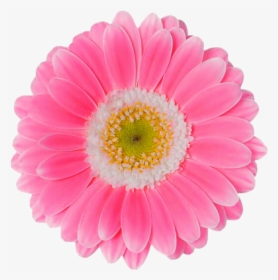 Pink Daisy Png - Pink Daisy Flower Png, Transparent Png, Free Download