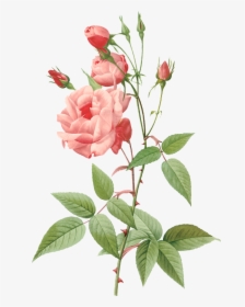 Pierre Joseph Redout Painting - Rose Flower Botanical Png, Transparent Png, Free Download