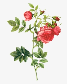 Painted Flowers, Background Aljanh - Pierre Joseph Redouté Flowers, HD Png Download, Free Download