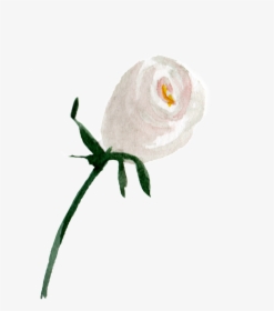 Transparent White Watercolor Png - Garden Roses, Png Download, Free Download