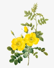 Vintage Rose Botanical Illustration, HD Png Download, Free Download