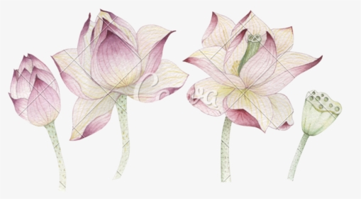 Flowers Painted In Photos By Canva - Lotus, HD Png Download, Free Download