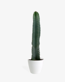Cactus Cereus Peruvianus Png, Transparent Png, Free Download