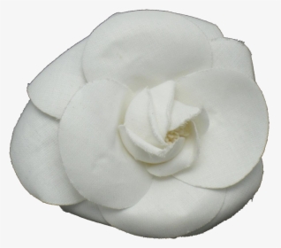 Family,floribunda - Camellia Flower Chanel Transparent, HD Png Download, Free Download