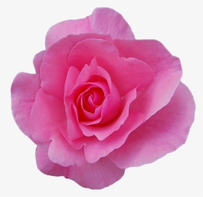 Png Transparent Rose - Damask Rose Png, Png Download, Free Download