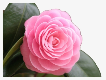 Rose Png Image Rose Full Hd Beautiful Flowers Transparent Png Kindpng