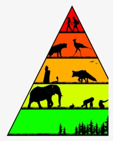Food Pyramid In The Wild, HD Png Download, Free Download