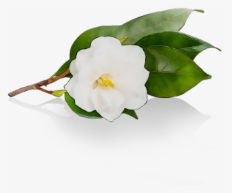 Camellia Free Photo Png Clipart - Camellia Sasanqua, Transparent Png, Free Download