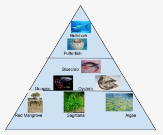 Transparent Food Pyramid Png - Food Pyramid For Mangroves, Png Download, Free Download