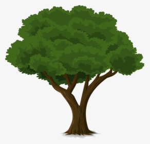 Tree, Forest, Trunk, Nature, Leaves, Branches, Organic - Cây Đa Vector, HD Png Download, Free Download