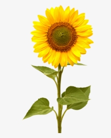 Sunflower - Sunflower Png, Transparent Png, Free Download