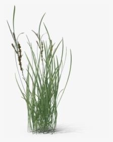 Fountain Grass Png, Transparent Png, Free Download