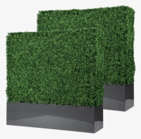 Boxwood Hedge Shrubs Artificial Png - Hedge, Transparent Png, Free Download