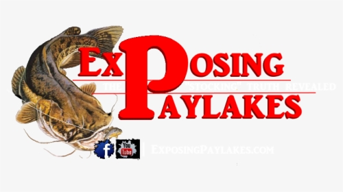 Exposing Paylakes Logo - Flathead Catfish, HD Png Download, Free Download