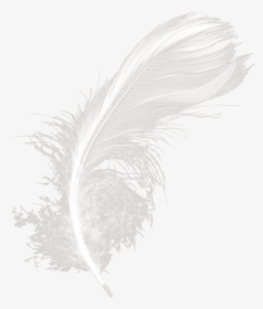 #mq #white #feather #feathers - Monochrome, HD Png Download, Free Download