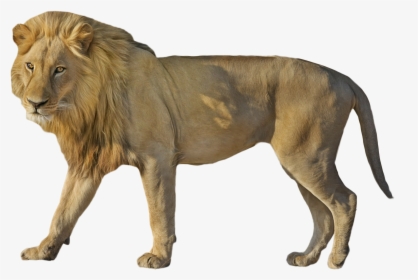 Lion Wildcat Standing - Leon En 4 Patas, HD Png Download, Free Download