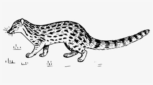 Wild - Sketch Of Civet Cat, HD Png Download, Free Download