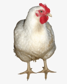 Chicken Images Png - Chicken Png, Transparent Png, Free Download