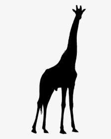 Giraffe Silhouette Png - Free Giraffe Silhouette Png, Transparent Png, Free Download