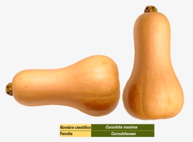Butternut Squash, HD Png Download, Free Download