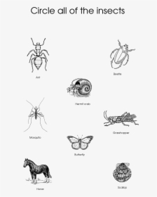 Circle The Insects Worksheet, HD Png Download, Free Download