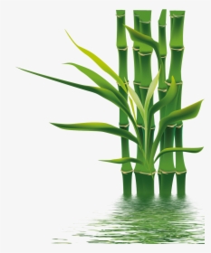 Bamboo If Bamboe Wallpaper - Bamboo Png, Transparent Png, Free Download