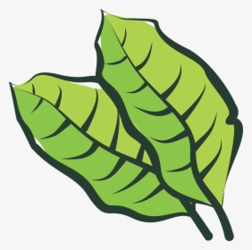 Hoja De Tabaco Png Vector , Png Download - Hoja De Tabaco Vector, Transparent Png, Free Download