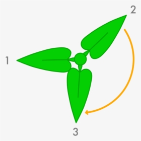 Leaf Growth - Golden Ratio Plant Leaves, HD Png Download, Free Download