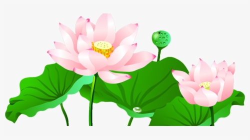 Pond Vector Lotus - Sacred Lotus Flower Vector Png, Transparent Png, Free Download