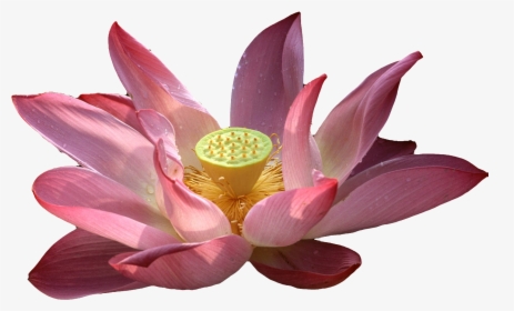 Buddha Vector Lotus - Vesak Wishes Png, Transparent Png, Free Download