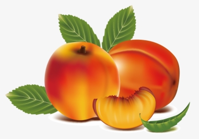 Peach Clipart Apricot - Peach Fruits Art Clip, HD Png Download, Free Download