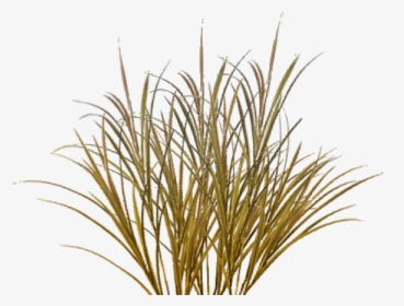 Grass Texture Png, Transparent Png, Free Download