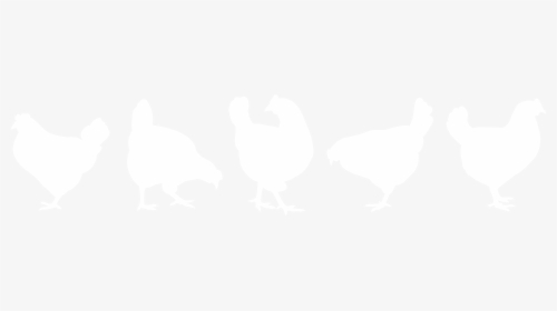 Chicken, HD Png Download, Free Download