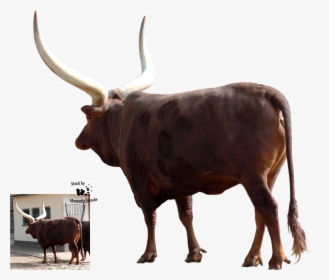 Transparent Out Of Stock Png - Bull, Png Download, Free Download