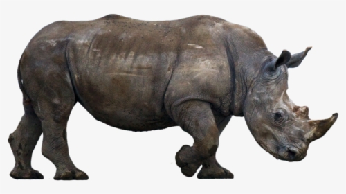 Rhinoceros Free Png Image - Rhino Cut Out, Transparent Png, Free Download