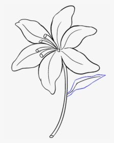 How To Draw Lily - Lily Drawing, HD Png Download, Free Download