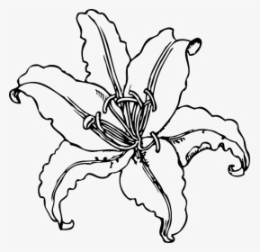 Orchid Flower Drawing Template Border Some Stock Photo - Black And White Lily Clip Art, HD Png Download, Free Download