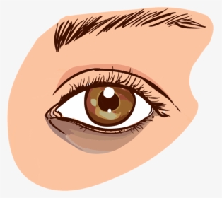 Brown Eyes Clipart Small Eye - Causes Dark Circles Eye, HD Png Download, Free Download