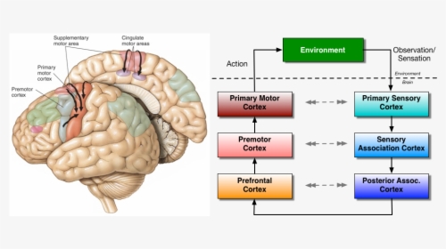 Motor Brain Areas - Primary Motor Cortex, HD Png Download, Free Download
