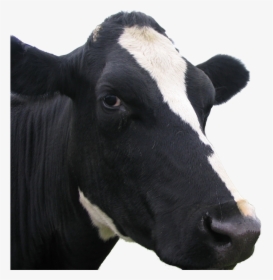 Transparent Cow Face Png - Cow White Background Hd, Png Download, Free Download