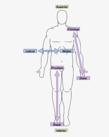 Anatomical Directions - Anatomy Directional Terms, HD Png Download, Free Download