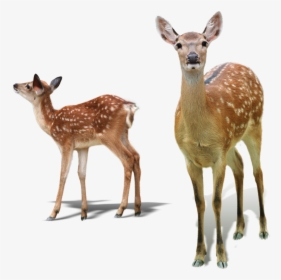 White-tailed Deer Red Deer Sika Deer Tiger - White Tailed Deer No Background, HD Png Download, Free Download