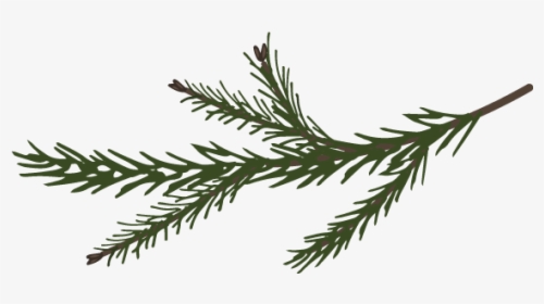 Branches Spruce Pine - Pine, HD Png Download, Free Download