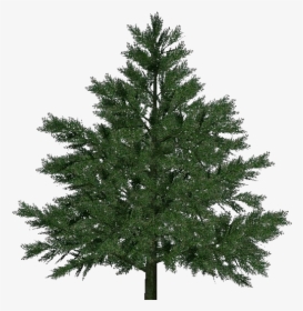 3d Trees - Pine - Acca Software - Free Fake Christmas Tree, HD Png Download, Free Download