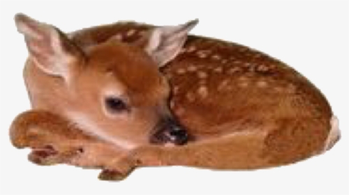 #tumblr #aesthetic #animal #baby #deer - Japanese Baby Sika Deer, HD Png Download, Free Download