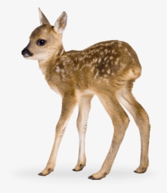 Roe Deer Fawn, HD Png Download, Free Download