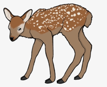Deer 2 Origional - Deer, HD Png Download, Free Download
